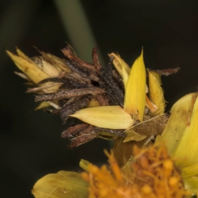 Heliocosma (genus) (A Tortricid moth) at Croke Place Grassland (CPG) - 7 Feb 2024 by kasiaaus