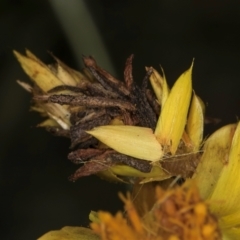 Heliocosma (genus - immature) at McKellar, ACT - 7 Feb 2024