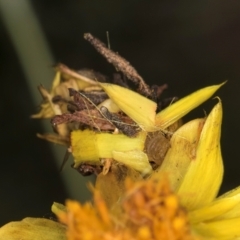 Heliocosma (genus - immature) at McKellar, ACT - 7 Feb 2024