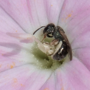 Lasioglossum (Homalictus) urbanum at McKellar, ACT - 7 Feb 2024