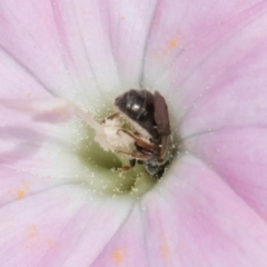 Lasioglossum (Homalictus) urbanum at McKellar, ACT - 7 Feb 2024