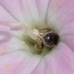 Lasioglossum (Homalictus) urbanum at McKellar, ACT - 7 Feb 2024