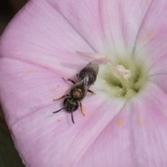 Lasioglossum (Homalictus) urbanum at McKellar, ACT - 7 Feb 2024