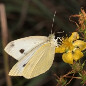 Pieris rapae at Croke Place Grassland (CPG) - 7 Feb 2024