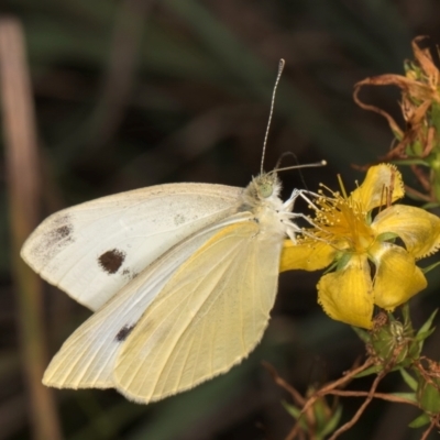 Pieris rapae (Cabbage White) at McKellar, ACT - 7 Feb 2024 by kasiaaus