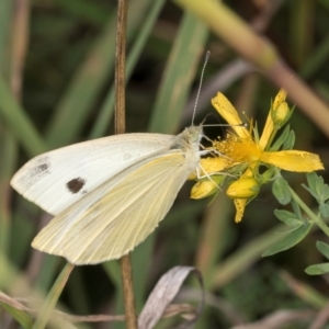 Pieris rapae at McKellar, ACT - 7 Feb 2024 01:41 PM