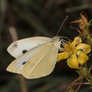 Pieris rapae at McKellar, ACT - 7 Feb 2024 01:41 PM