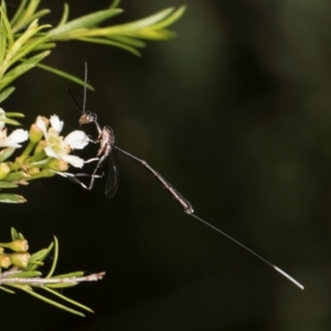 Gasteruption sp. (genus) at McKellar, ACT - 7 Feb 2024