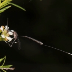 Gasteruption sp. (genus) at McKellar, ACT - 7 Feb 2024