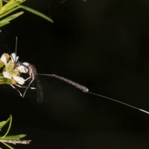 Gasteruption sp. (genus) at McKellar, ACT - 7 Feb 2024