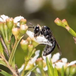 Apiformes (informal group) at McKellar, ACT - 7 Feb 2024