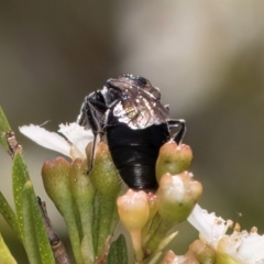 Apiformes (informal group) at McKellar, ACT - 7 Feb 2024