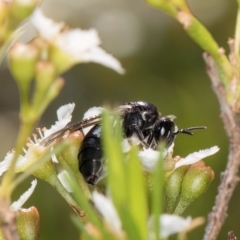 Apiformes (informal group) at McKellar, ACT - 7 Feb 2024