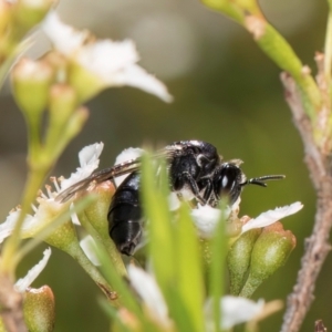 Apiformes (informal group) at McKellar, ACT - 7 Feb 2024