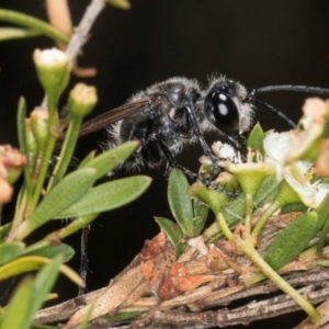 Sphex sp. (genus) at McKellar, ACT - 7 Feb 2024