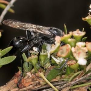 Sphex sp. (genus) at McKellar, ACT - 7 Feb 2024