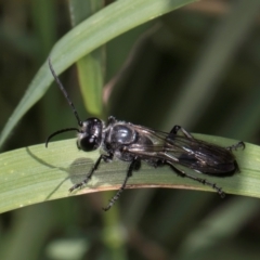 Sphex sp. (genus) at McKellar, ACT - 7 Feb 2024