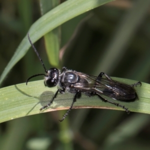 Sphex sp. (genus) at Croke Place Grassland (CPG) - 7 Feb 2024