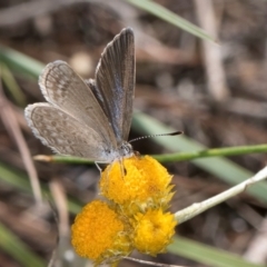 Zizina otis (Common Grass-Blue) at Latham, ACT - 8 Feb 2024 by kasiaaus