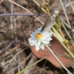 Zizina otis (Common Grass-Blue) at Latham, ACT - 8 Feb 2024 by kasiaaus