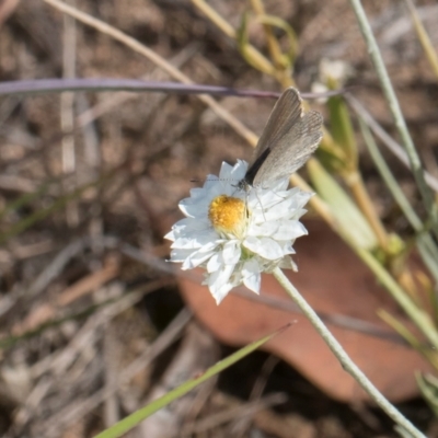 Zizina otis (Common Grass-Blue) at Umbagong District Park - 8 Feb 2024 by kasiaaus