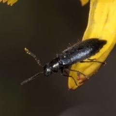 Dasytinae (subfamily) (Soft-winged flower beetle) at Blue Devil Grassland, Umbagong Park (BDG) - 8 Feb 2024 by kasiaaus