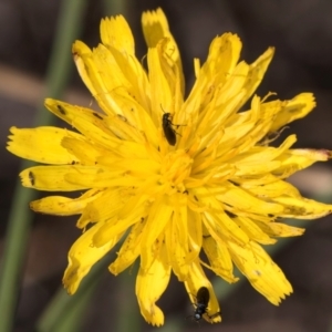 Dasytinae (subfamily) at Blue Devil Grassland, Umbagong Park (BDG) - 9 Feb 2024