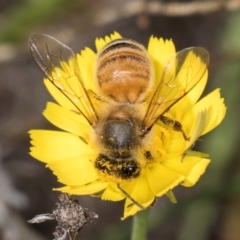 Apis mellifera (European honey bee) at Blue Devil Grassland, Umbagong Park (BDG) - 8 Feb 2024 by kasiaaus
