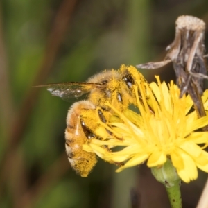 Apis mellifera at Blue Devil Grassland, Umbagong Park (BDG) - 9 Feb 2024