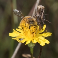 Apis mellifera at Blue Devil Grassland, Umbagong Park (BDG) - 9 Feb 2024