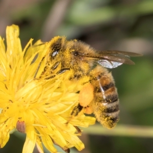 Apis mellifera at Blue Devil Grassland, Umbagong Park (BDG) - 9 Feb 2024