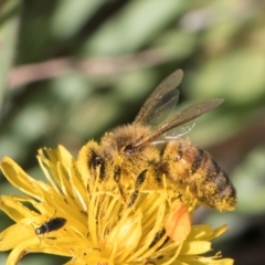 Apis mellifera at Blue Devil Grassland, Umbagong Park (BDG) - 9 Feb 2024