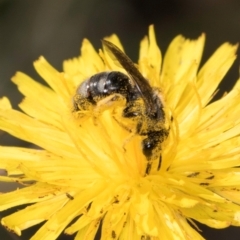 Lasioglossum (Chilalictus) sp. (genus & subgenus) (Halictid bee) at Latham, ACT - 9 Feb 2024 by kasiaaus