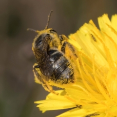 Lasioglossum (Chilalictus) sp. (genus & subgenus) at Latham, ACT - 9 Feb 2024