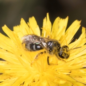 Lasioglossum (Chilalictus) sp. (genus & subgenus) at Blue Devil Grassland, Umbagong Park (BDG) - 9 Feb 2024