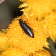 Dasytinae (subfamily) (Soft-winged flower beetle) at Latham, ACT - 9 Feb 2024 by kasiaaus