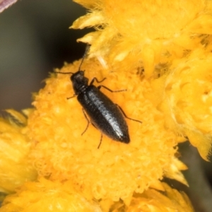 Dasytinae (subfamily) at Latham, ACT - 9 Feb 2024 10:44 AM