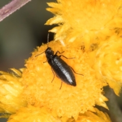 Dasytinae (subfamily) at Latham, ACT - 9 Feb 2024