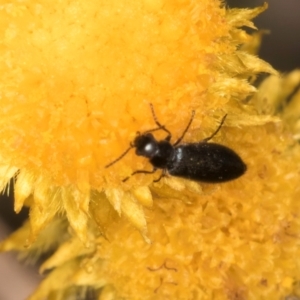 Dasytinae (subfamily) at Blue Devil Grassland, Umbagong Park (BDG) - 9 Feb 2024