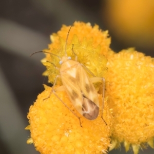 Miridae (family) at Blue Devil Grassland, Umbagong Park (BDG) - 9 Feb 2024