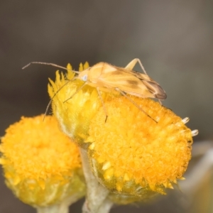 Miridae (family) at Latham, ACT - 9 Feb 2024