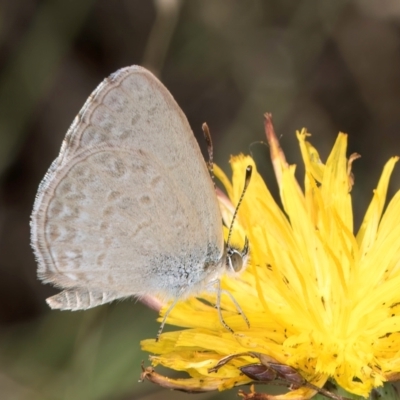 Zizina otis (Common Grass-Blue) at Umbagong District Park - 8 Feb 2024 by kasiaaus