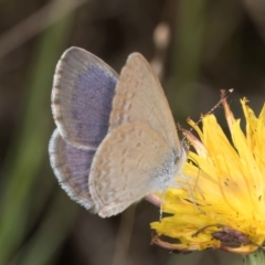 Zizina otis at Blue Devil Grassland, Umbagong Park (BDG) - 9 Feb 2024