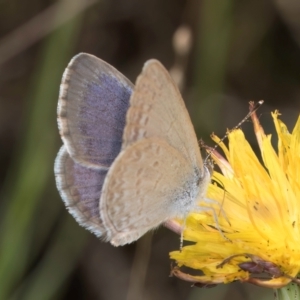 Zizina otis at Blue Devil Grassland, Umbagong Park (BDG) - 9 Feb 2024