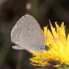 Zizina otis at Blue Devil Grassland, Umbagong Park (BDG) - 9 Feb 2024