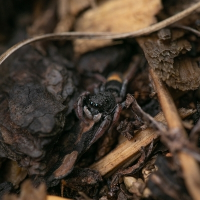 Apricia jovialis (Jovial jumping spider) at Theodore, ACT - 11 Feb 2024 by AmberB73