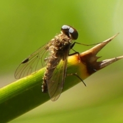 Chrysopilus sp. (genus) (A snipe fly) at Braemar - 12 Jan 2024 by Curiosity