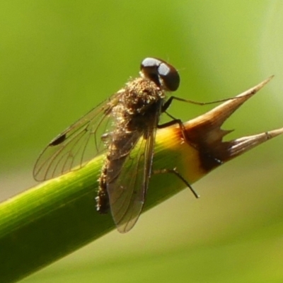 Chrysopilus sp. (genus) (A snipe fly) at Wingecarribee Local Government Area - 13 Jan 2024 by Curiosity