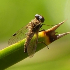 Chrysopilus sp. (genus) (A snipe fly) at Wingecarribee Local Government Area - 12 Jan 2024 by Curiosity