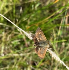 Dispar compacta (Barred Skipper) at Rob Roy Range - 10 Feb 2024 by Shazw